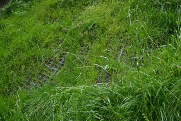 Begrünte ECORASTER Bodengitter am Hang