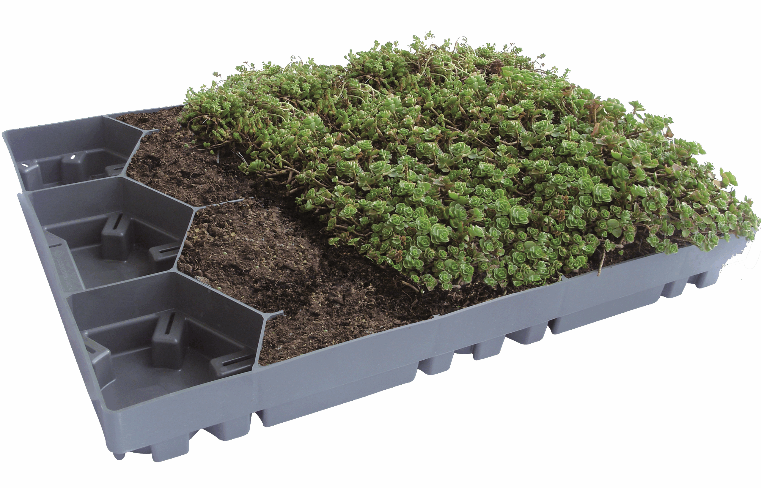 Freigestellters einzelnes ECOgreen PACK Modul zeigt den Aufbau und die Befüllung mit Erde und Sedum-Bepflanzung